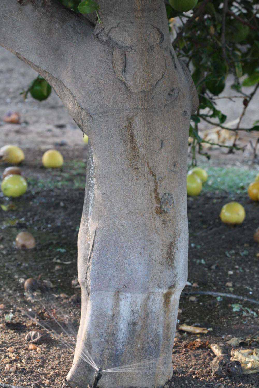            Bark (Riverside, CA)   